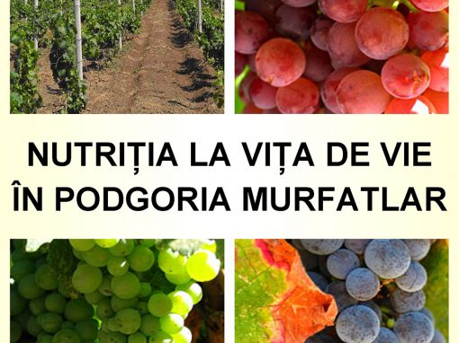Coperta brosura SCDVV Murfatlar