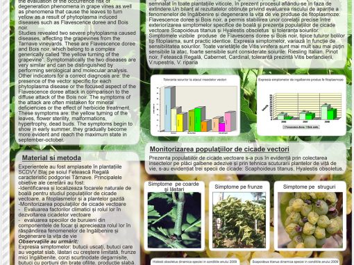 Poster 2 SCDVV Blaj