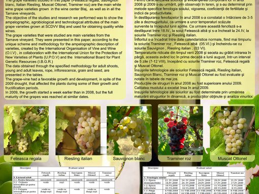 Poster 7 SCDVV Blaj