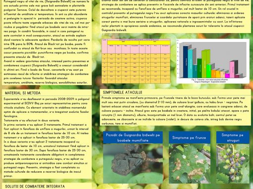 Poster 8 SCDVV Blaj